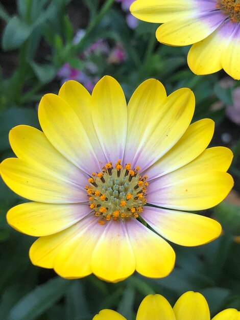 Photo close-up of yellow flowering plant