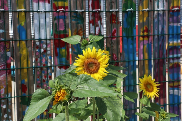 Foto prossimo piano di una pianta a fiori gialli