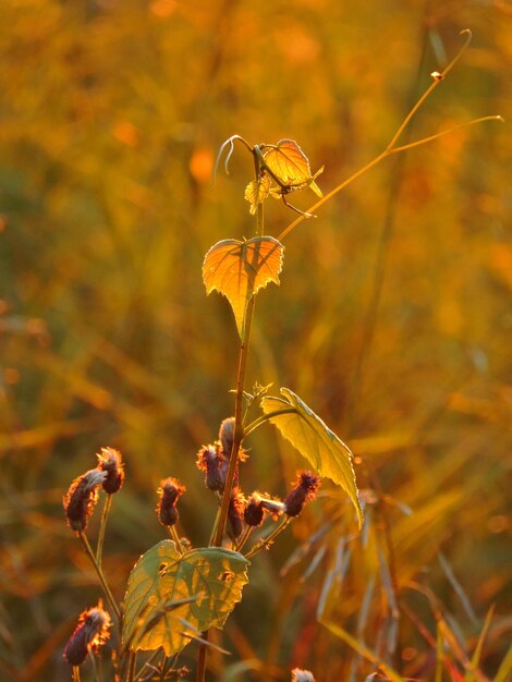 Close-up of yellow flowering plant