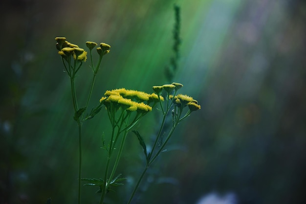 黄色い花の植物のクローズアップ
