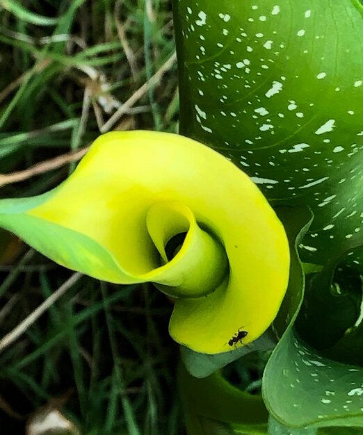 Close-up of yellow flowering plant