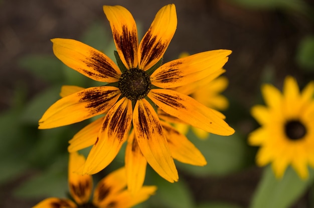 Photo close-up of yellow flowering plant