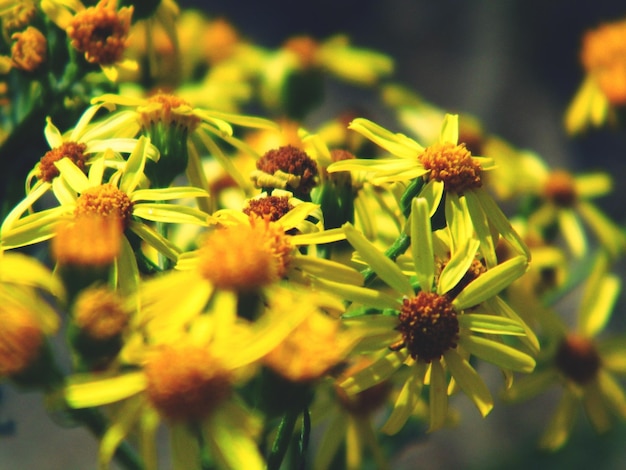 Photo close-up of yellow flowering plant