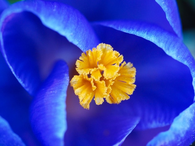 Close-up of yellow flowering plant