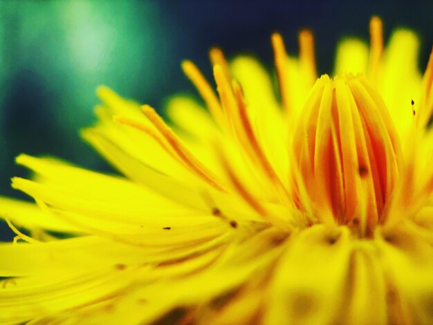 Close-up of yellow flowering plant