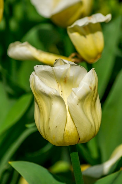 Foto prossimo piano di una pianta a fiori gialli