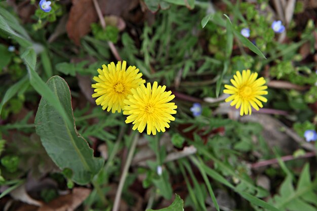 Photo close-up of yellow flowering plant