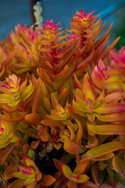 Close-up of yellow flowering plant