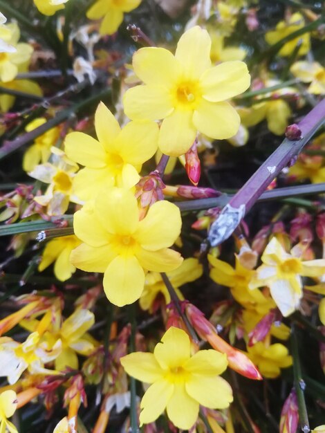 Close-up of yellow flowering plant