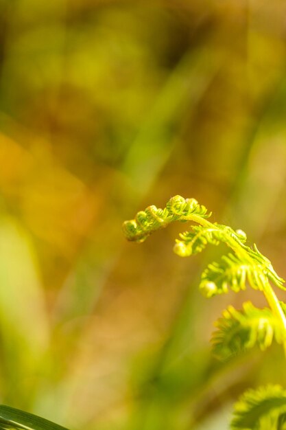 Close-up of yellow flowering plant