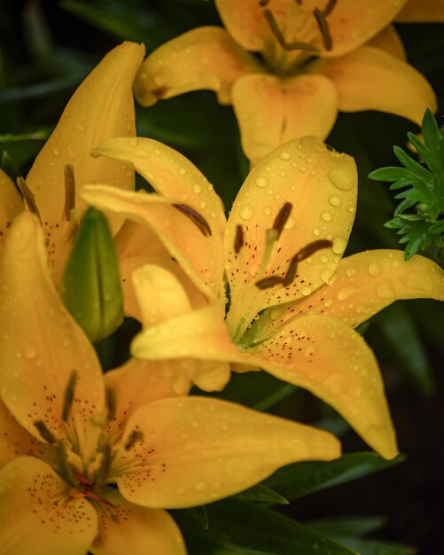 Close-up of yellow flowering plant