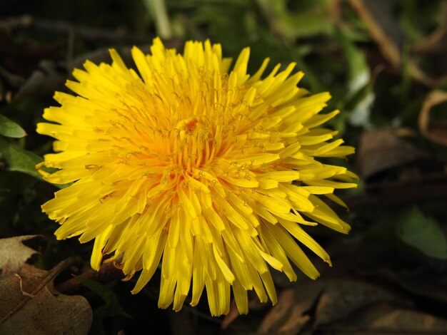 Photo close-up of yellow flowering plant