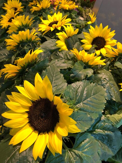 Photo close-up of yellow flowering plant