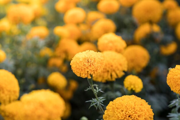 Close-up of yellow flowering plant