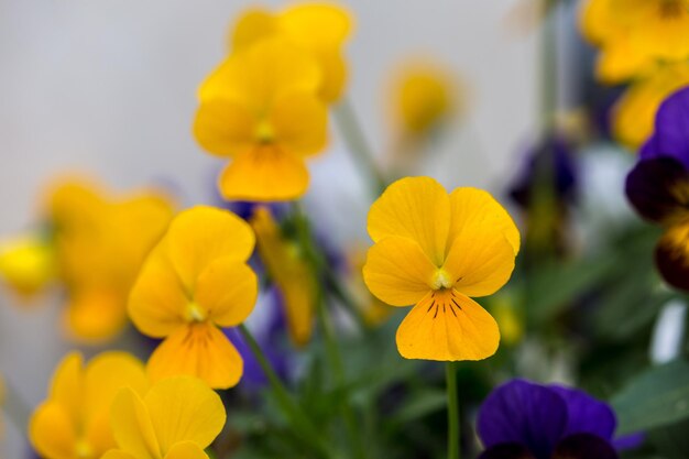 Close-up of yellow flowering plant