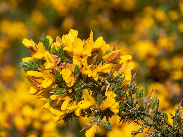 Close-up of yellow flowering plant