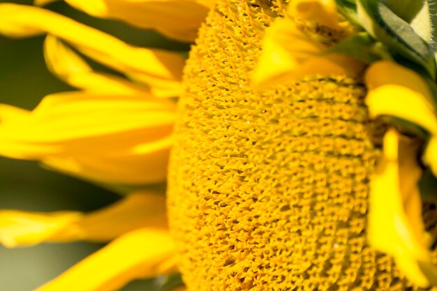 Close-up of yellow flowering plant