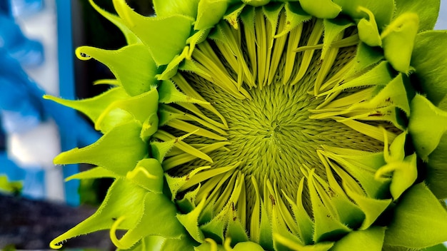 Foto prossimo piano di una pianta a fiori gialli