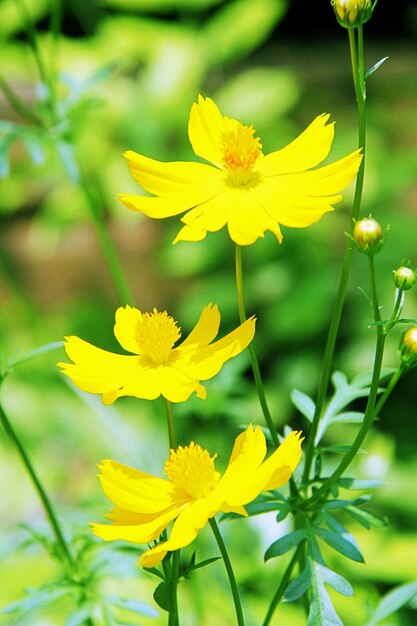 Close-up of yellow flowering plant