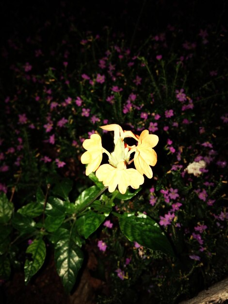 Close-up of yellow flowering plant