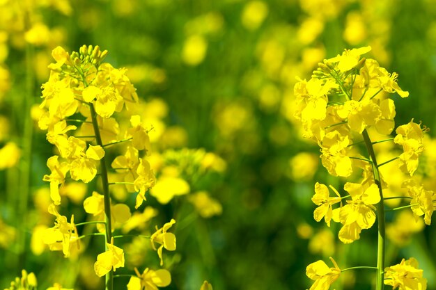 Close-up of yellow flowering plant