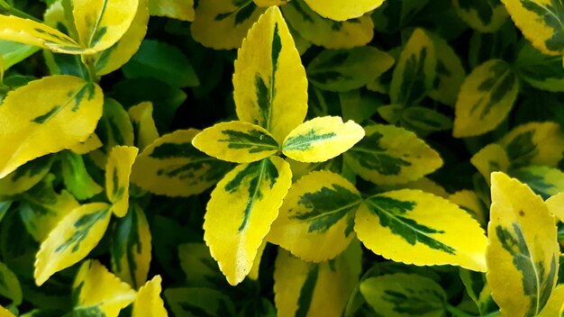 Photo close-up of yellow flowering plant