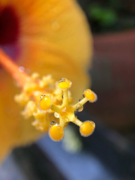 Foto close-up di una pianta a fiore giallo