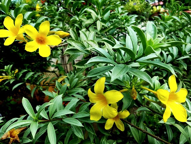 Close-up of yellow flowering plant