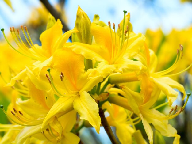 Close-up of yellow flowering plant