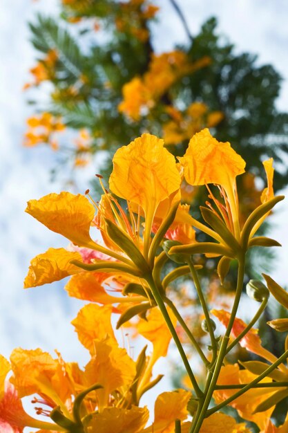 Close-up of yellow flowering plant