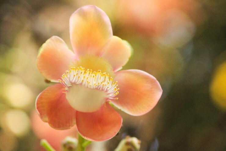 Photo 黃色開花植物的近距離拍攝