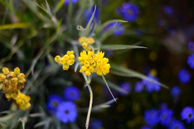 Foto prossimo piano di una pianta a fiori gialli