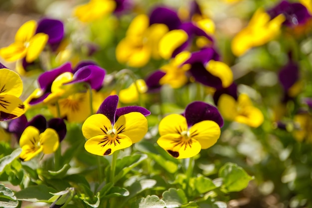 Foto prossimo piano di una pianta a fiori gialli