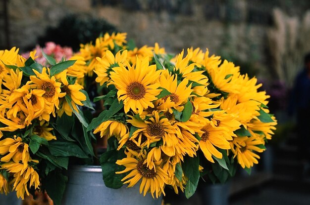 Close-up of yellow flowering plant