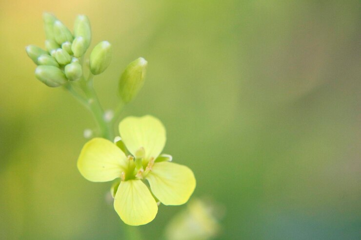 Photo 黄色い花の植物のクローズアップ