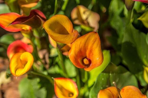 Close-up of yellow flowering plant