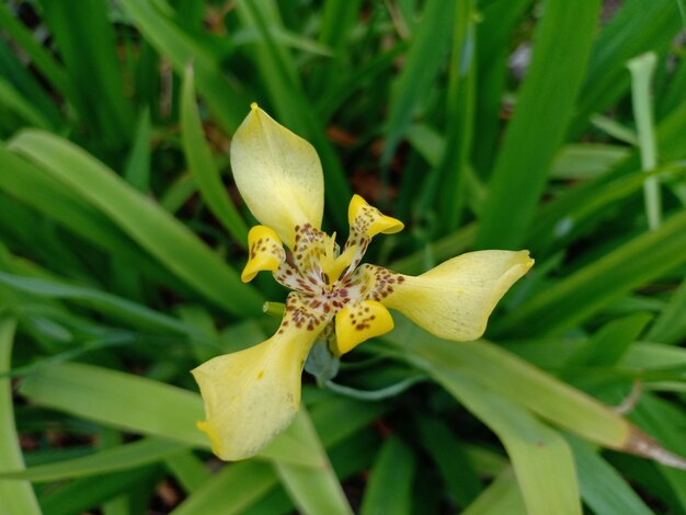 Photo close-up of yellow flowering plant