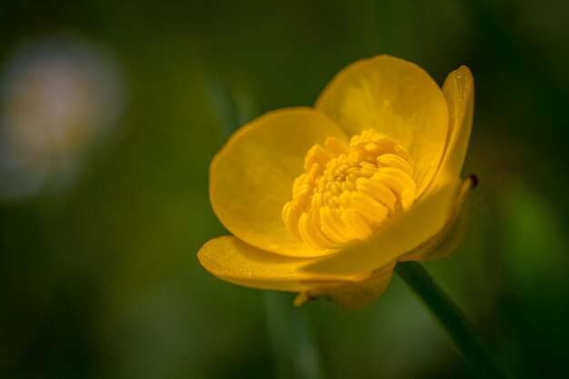 Close-up of yellow flowering plant