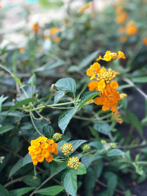 Close-up of yellow flowering plant