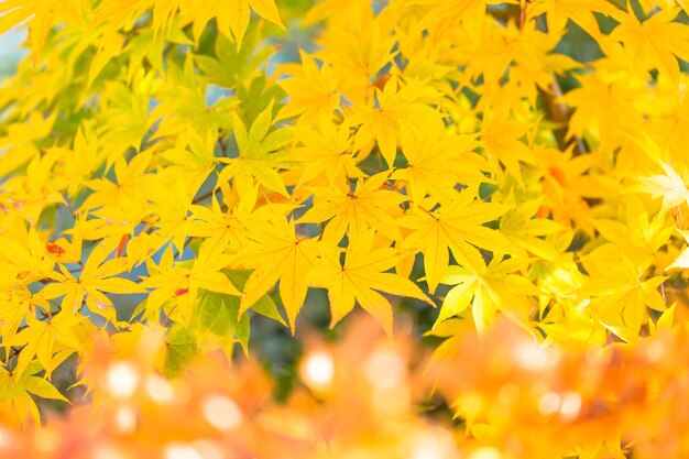 Close-up of yellow flowering plant