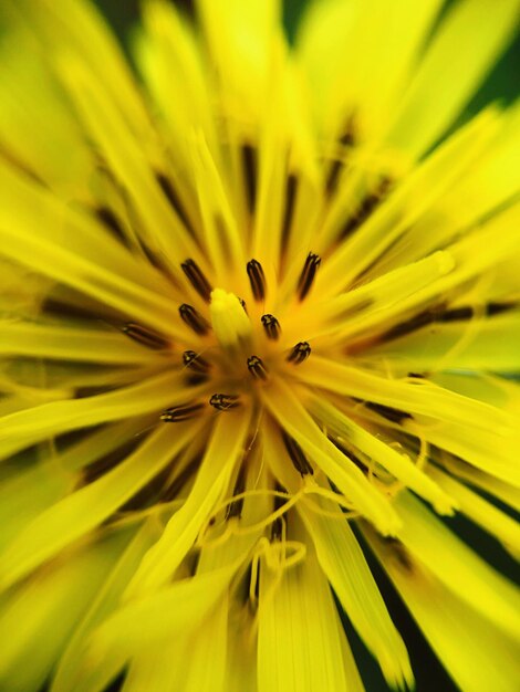 Foto prossimo piano di una pianta a fiori gialli