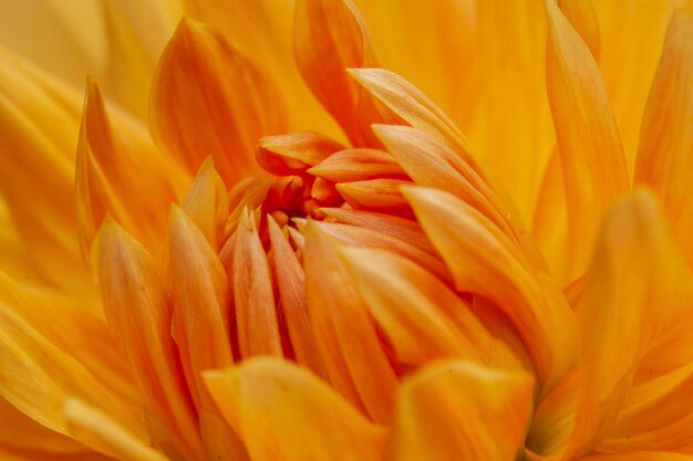 Close-up of yellow flowering plant