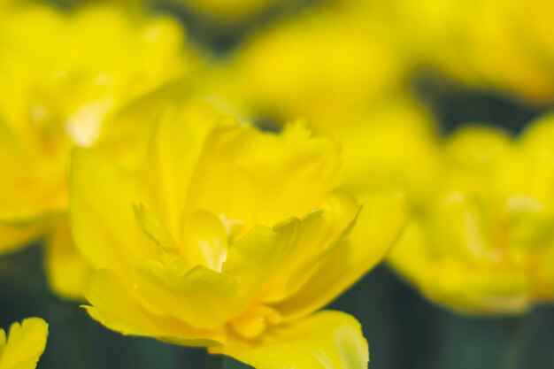 Close-up of yellow flowering plant