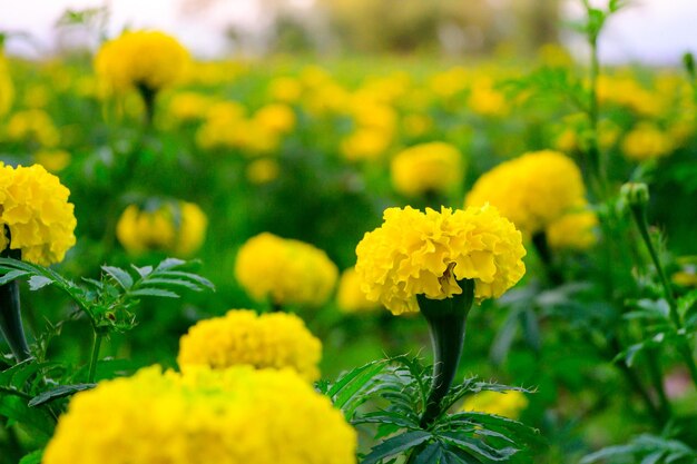 Photo close-up of yellow flowering plant