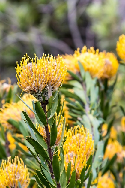 Close-up of yellow flowering plant