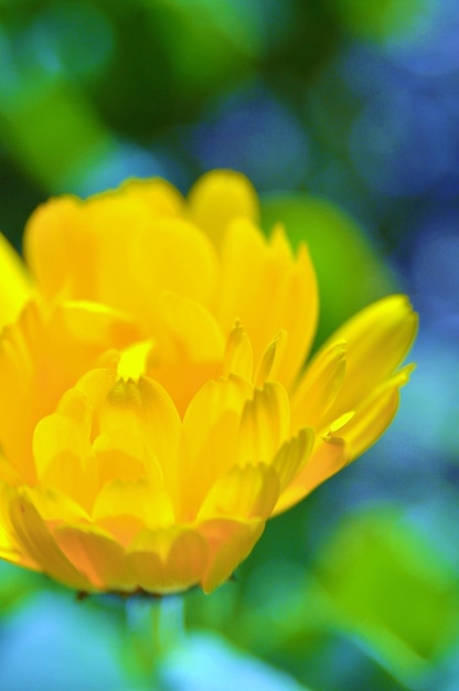 Close-up of yellow flowering plant