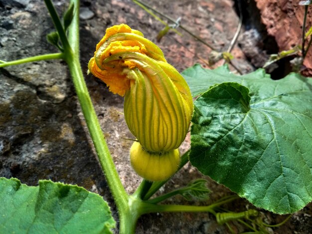 Close-up of yellow flowering plant