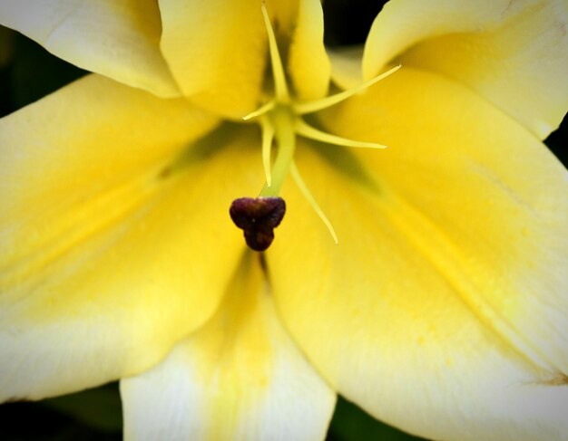 Close-up of yellow flowering plant