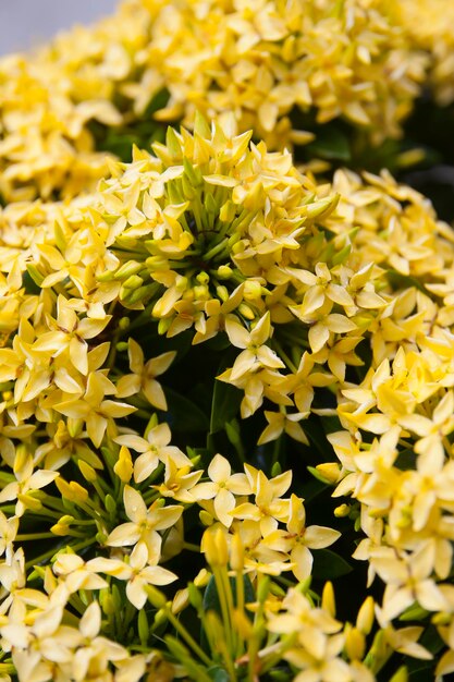 Close-up of yellow flowering plant