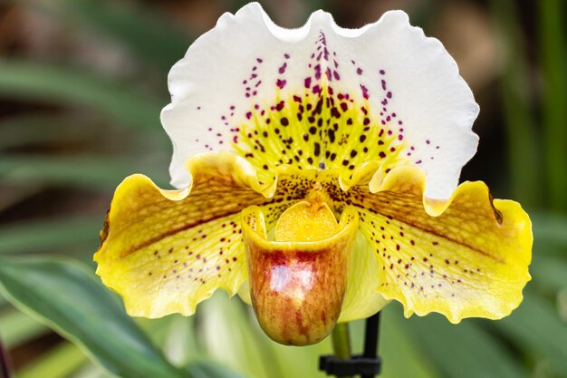 Close-up of yellow flowering plant